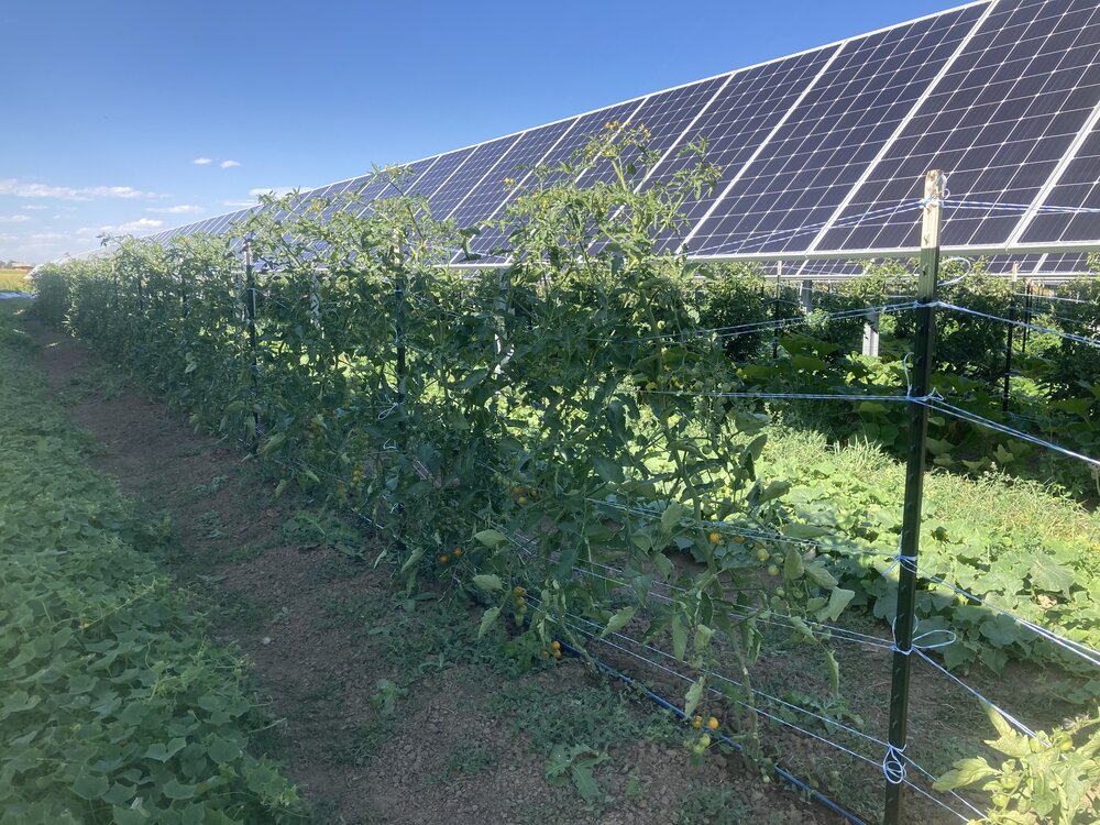 Still, when it came time to plant earlier this year, Kominek was initially skeptical. But he soon discovered that the shade from the towering panels above the soil actually helped the plants thrive. That intermittent shade also meant a lot less evaporation of coveted irrigation water. And in turn the evaporation actually helped keep the sun-baked solar panels cooler, making them more efficient.