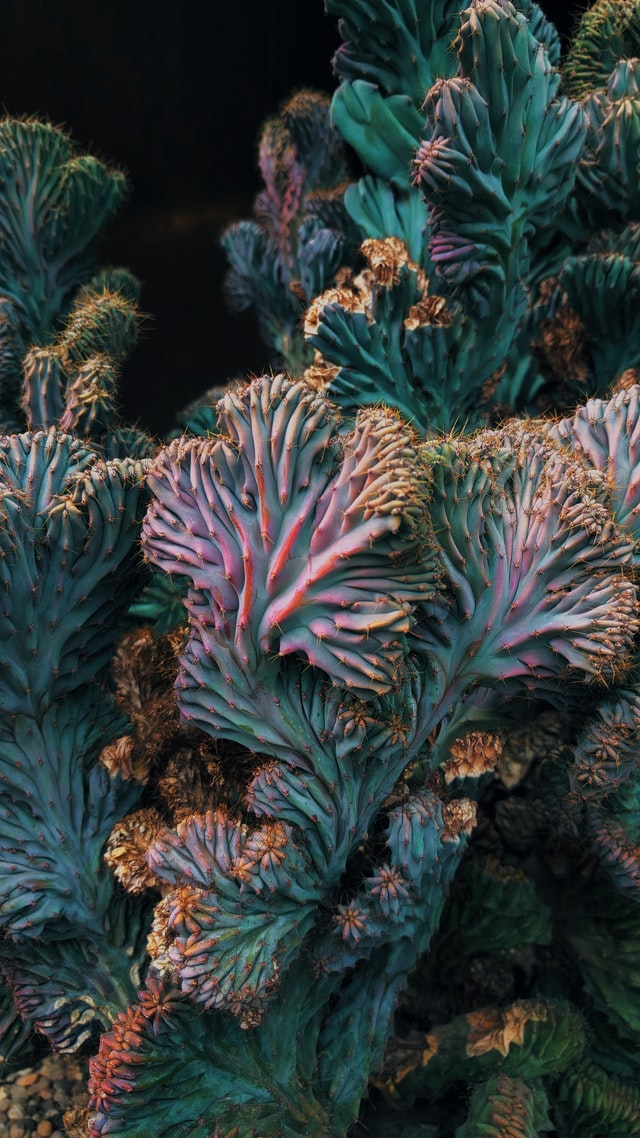 Many corals feed on particles found in the ocean… leaving the water incredibly clear!