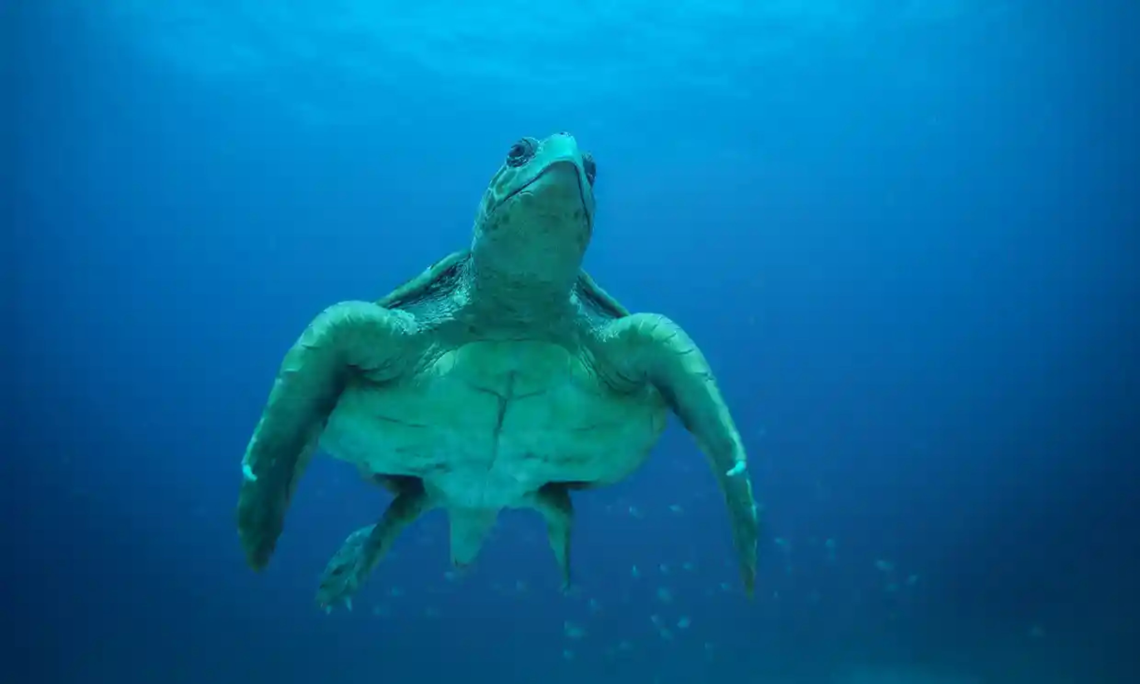 The number of sea turtle nests in the Cape Verde archipelago has risen from 10,725 in 2015 to almost 200,000 today. 
Pictured, a male loggerhead sea turtle glides through the pristine waters off the coast of Sal, Cape Verde.