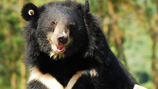 Animal rights activists accomplish unprecedented bear rescue mission in China