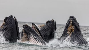 Humpback whales taken off Australia’s threatened species list