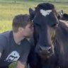 Who knew cow-cuddling could be so calming?