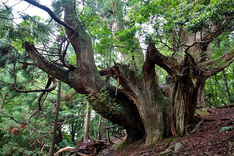 Aquí y allá, en los bosques de los alrededores de Kioto, se encuentran daisugi gigantes abandonados (sólo producen madera durante 200-300 años antes de desgastarse), todavía vivos, algunos con troncos de más de 15 metros de diámetro.