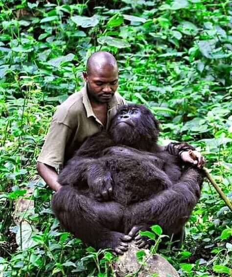 He says he cares for them as if they were his own children. Virunga National Park he’s home to around a third of the worlds population of wild mountain gorillas.
