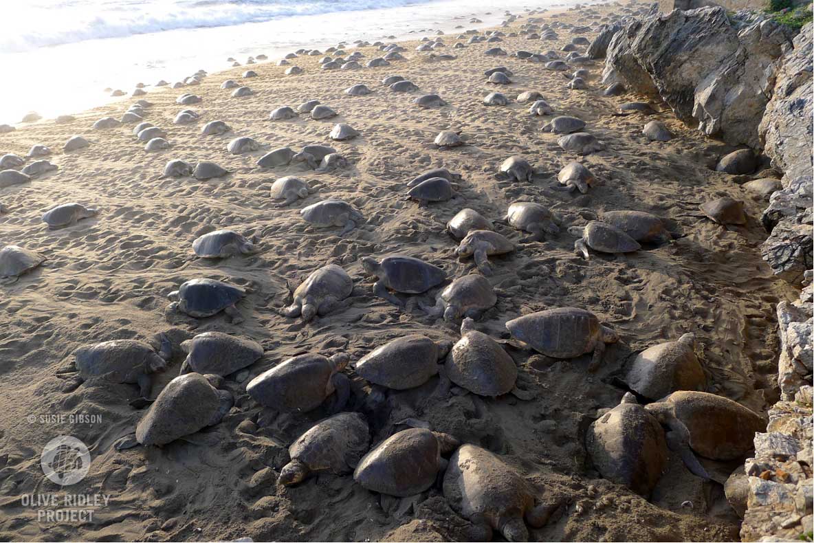 Many females nest every year, some twice a season, laying clutches of approximately 100-110 eggs, which take from 45 to 65 days to hatch. The nesting female leaves track marks that are 70-80 cm wide and have asymmetrical forelimb marks. Tail drag marks are absent.