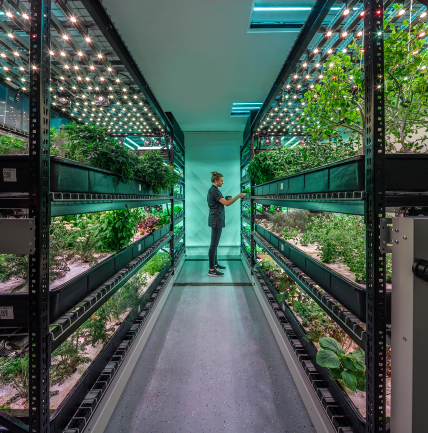 Farm.One is an indoor vertical farm in Manhattan using hydroponic technology to grow rare culinary herbs for New York City’s finest restaurant chefs. Agritecture designed and installed Farm.One’s first facility, recruited their Head Grower, and researched rare crop species for production