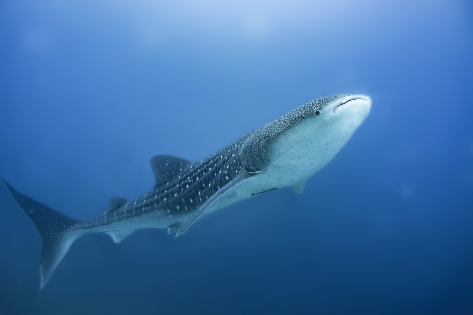 There is still a lot to learn about the life cycle of a whale shark. Here is what we do know. Whale sharks are ovoviviparous—females lay eggs, but they develop inside her body. A study showed that it is possible for whale sharks to have several litters from one mating. Whale shark pups are about 2 feet long when born. Scientists are not sure precisely how long whale sharks live, but based on their large size and their age at first reproduction (around 30 years old for males) it is thought that whale sharks may live at least 100–150 years.