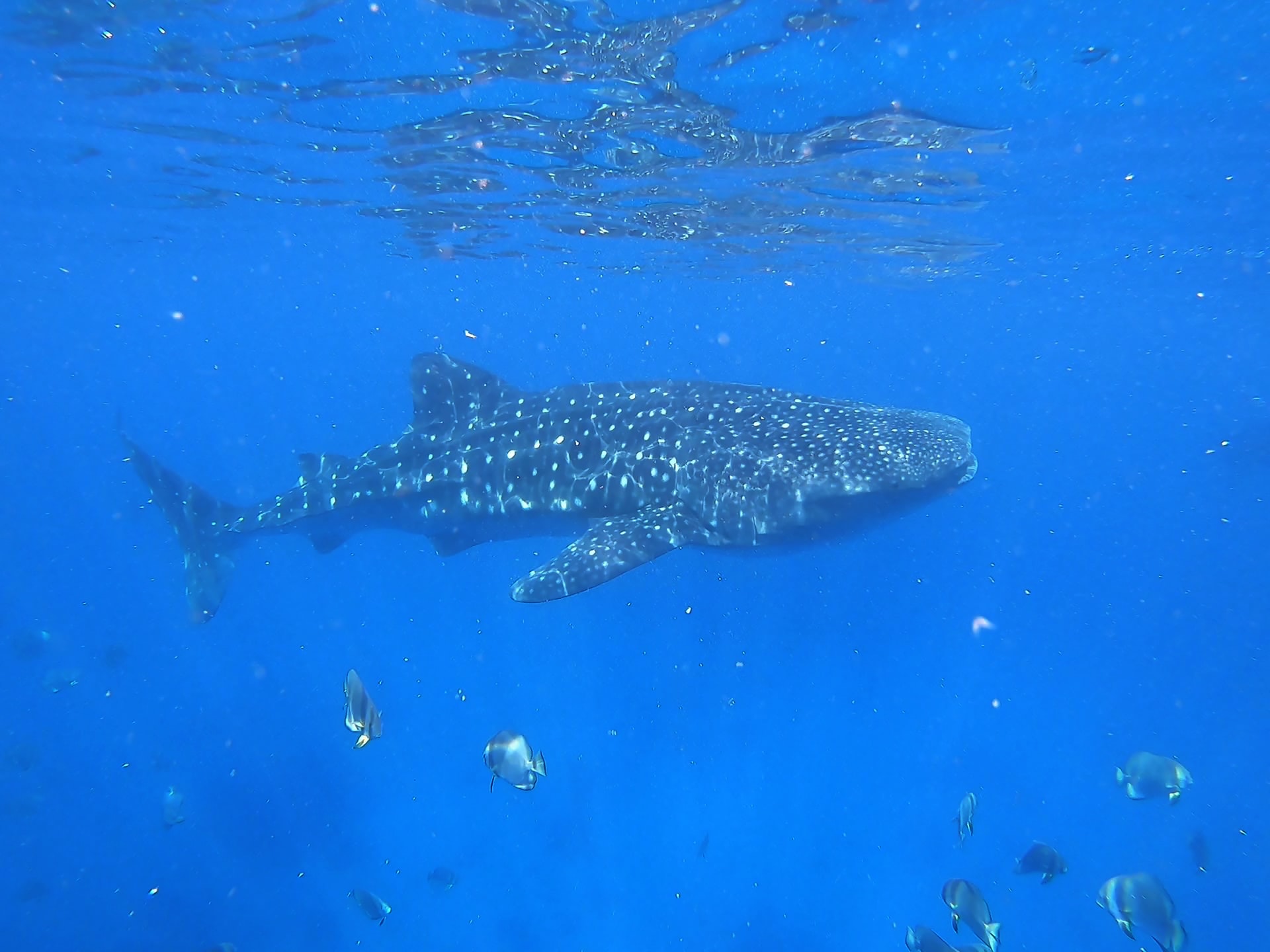 Whale sharks have a beautiful coloration pattern, with a bluish-gray to brown back, and a white underside. This is an example of countershading and may be used for camouflage. They also have light vertical and horizontal striping on their sides and back, with white or cream-coloured spots. These also may be used for camouflage. Each whale shark has a unique pattern of spots and stripes, enabling researchers to use photo-identification to study them. By taking photos of whale sharks (similar to the way whales are studied), scientists can catalogue individuals based on their pattern and match subsequent sightings of whale sharks to the catalogue.