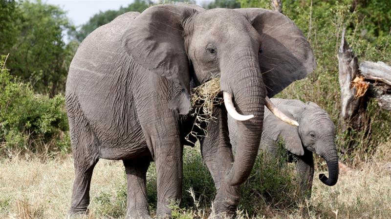 Elephants benefiting from anti-poaching crackdown on organised criminal networks, Tanzania's presidency says.