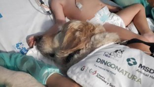 Estos perros rescatados prueban ser el mejor amigo del hombre para la recuperación de niños enfermos