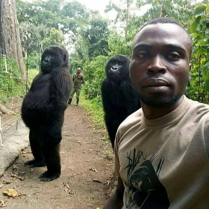 'I do a lot of my work with orphan gorillas, they are like my human children.' — with Ranger Mathieu Shamavu.