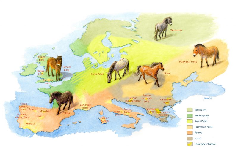 The European wild horse is strangely enough both extinct and at the same time still present. Officially it is extinct since the early 1900s, but at the same time its genome is not lost and still exists across several types of old, original horses: from Exmoors in the west to Huculs in the east of the old continent.
