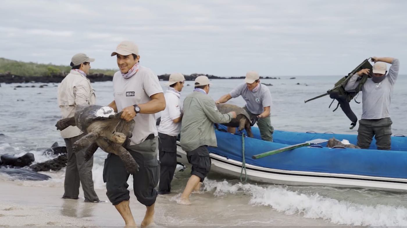 After arriving on the island and completing the disembarkation, the rangers and scientists began the 1.5 mile journey to Las Tunas, where the largest number of Opuntia cacti is concentrated (the primary food for tortoises), which will facilitate their re-adaptation to their home island.