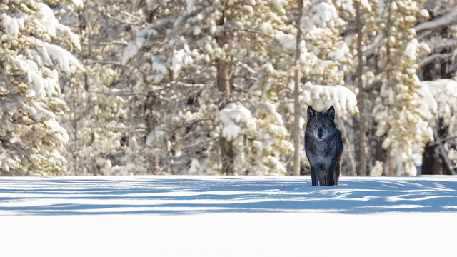 One action changed the soil, the growth of plants and grasses, and the diversity and populations of wildlife throughout the park. It even changed the way the rivers flow. And all we did was bring back wolves.