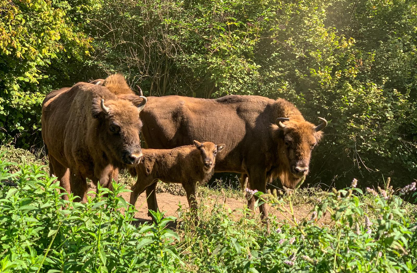The bison has become a local symbol that has allowed locals to rediscover the richness of nature around them, wonderful landscapes that fascinate tourists in search of adventure experiences in the wild or tranquility in the villages.
