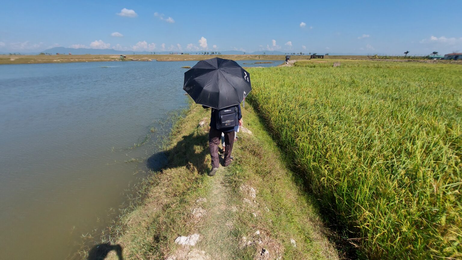 Farmers grow rice on the edge of the ocean. On the left of this dike is water almost as salty as the ocean, while on the right is rice grown in fresh water.