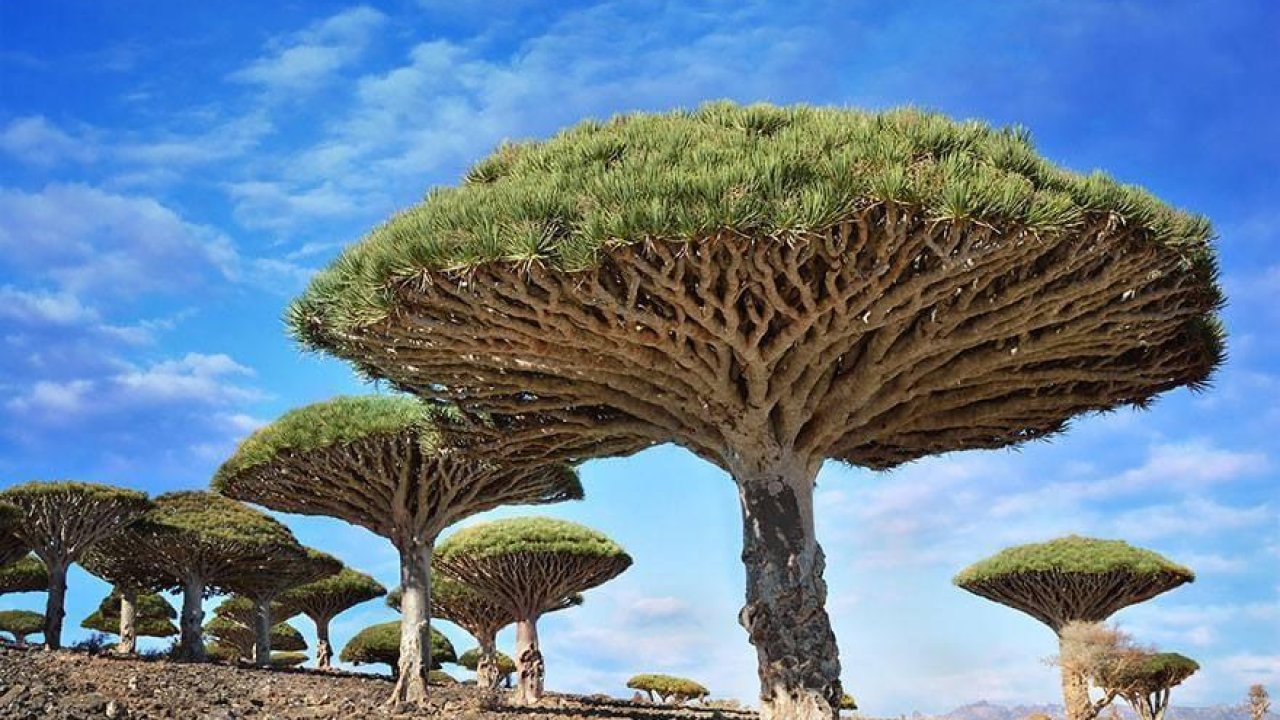 De 20 meest spectaculaire bomen van over de hele wereld.