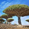 De 20 meest spectaculaire bomen van over de hele wereld.