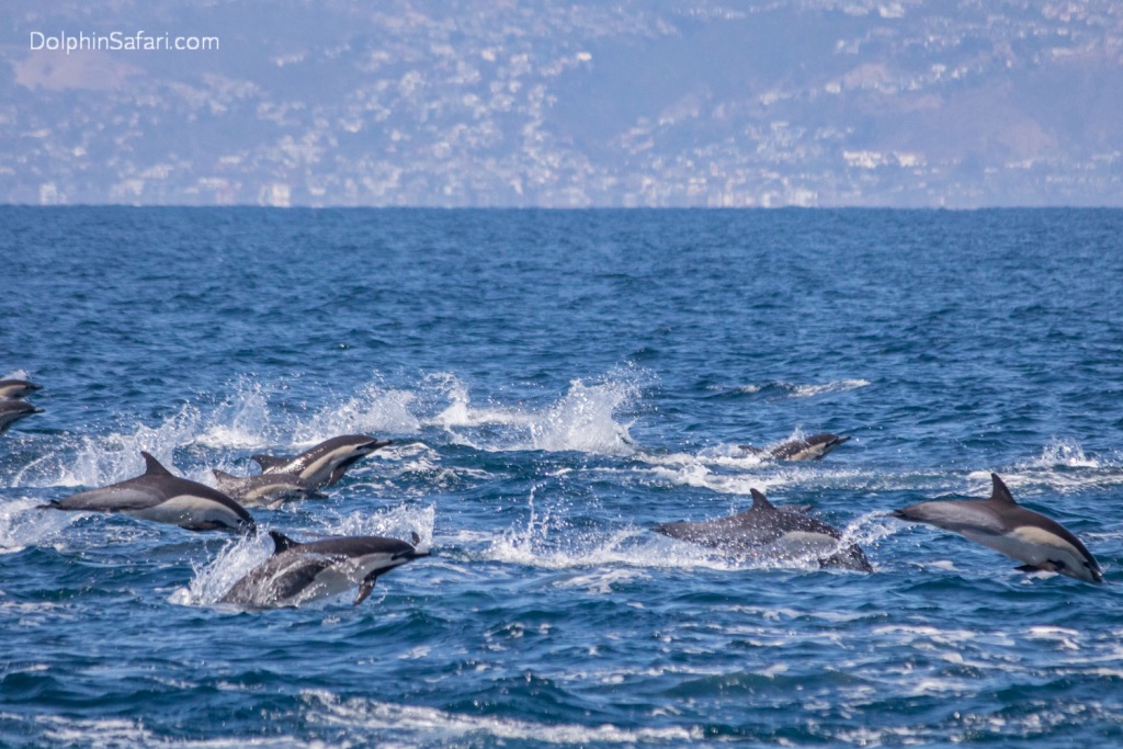 Dana Point is reported to have the highest density of dolphins anywhere on the planet, with a population of 450,000 common dolphins and mega pods numbering up to 10,000 members.