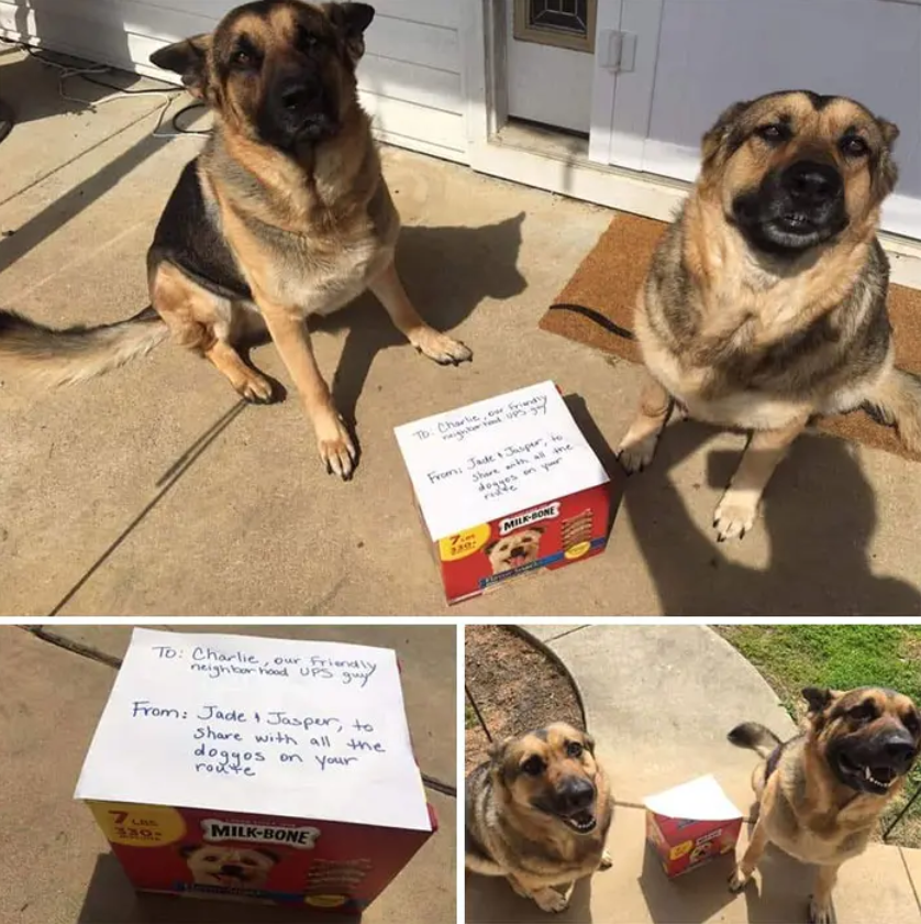 Un dueño ha pensado en donar unas galletitas de perros para que el conductor de UPS las distribuya a otros perros.