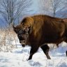 European bison back from the brink but still in need of protection
