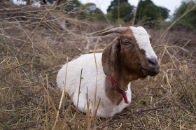 the forest’s wildlife is thriving, the goats are healthy and happy, but in addition neighbours previously dubious about the project have come on board, so that new and strong community connections are being made.
