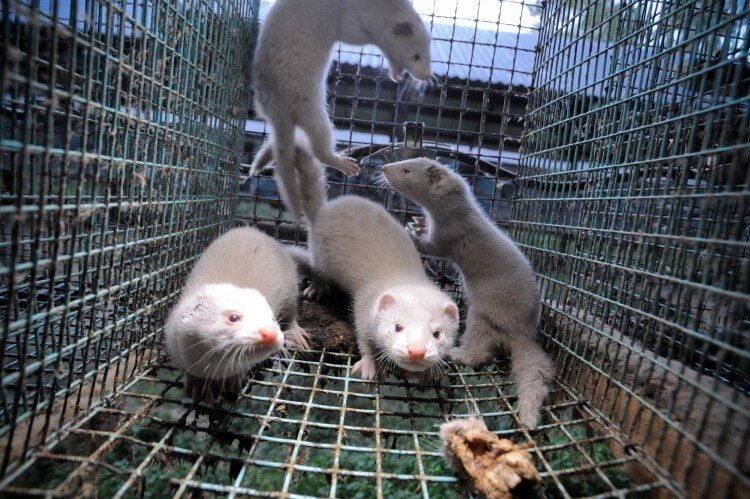 At least two workers on Dutch fur farms have tested positive for the coronavirus after contracting it from the animals. Allowing mink farms to maintain business as usual – in the face of a global crisis stemming from animal exploitation – would put more workers at risk, as well as harming the minks themselves.