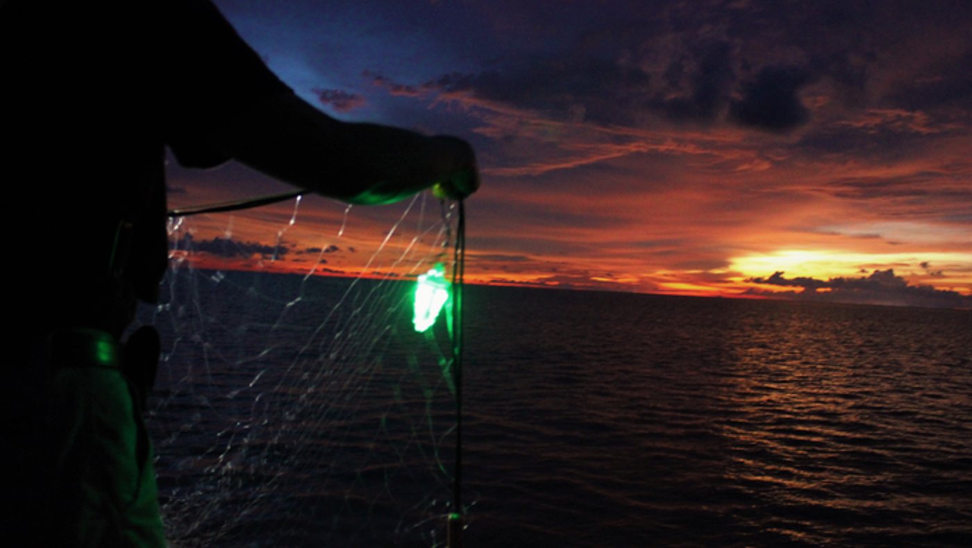 Originally tested by the National Oceanic and Atmospheric Administration on sea turtles off the coast of Hawai’i, they are proving even more effective on squid and the elasmobranch family, which contains sharks and rays. IMAGE: NOAA Fisheries