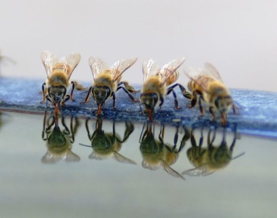 Bijen worden moe van al het bestuiven. Help ze door een stop te maken met water zodat ze op kracht kunnen komen