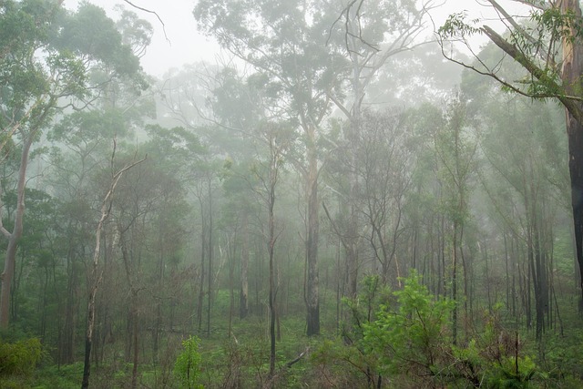 “Timber is the building material of the 21st century and the Morrison Government is beginning the process of creating the initial Regional Forestry Hubs to meet future demand for forest products,”