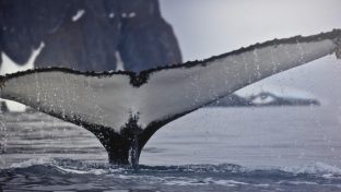 9 surprising facts about whales and why they are so important