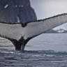 9 surprising facts about whales and why they are so important