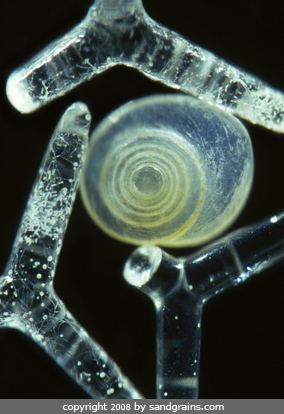 Three sponge spicules surround a blue spiral sand grain. Sponge spicules are the internal skeleton of most species of sponges. They are made of silica.