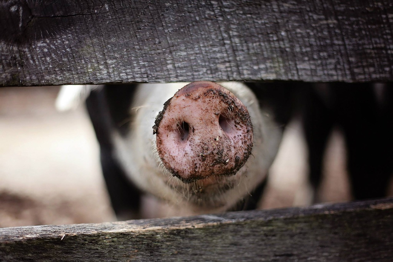 Aunque siempre relacionamos a los cerdos con el barro, ¡eso no significa que no sean animales limpios! Los cerdos se enrollan en el lodo para mantenerse frescos en los días calurosos (ya que los cerdos no pueden sudar), pero cuando se les cuida adecuadamente, generalmente son limpios y están libres de olores desagradables.