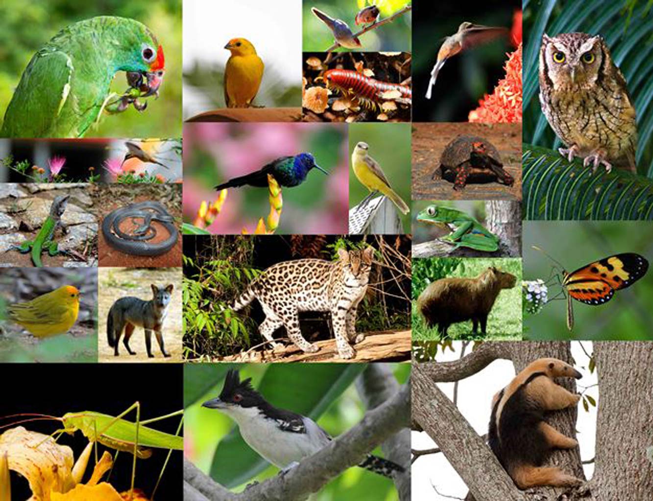 Among birds, 172 species have been identified, of which six are in danger of extinction. There are 33 species of mammals, two of which are in the process of world-wide extinction (classified as ‘vulnerable’). There are also 15 species of amphibians; 15 species of reptiles; and 293 species of plants.