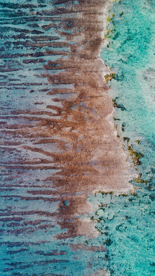 They play an key role protecting coastal communities from storms… They act as a buffer and slow down water flow, preventing coastal erosion.