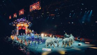 France to &#8216;gradually&#8217; join 27 countries to ban wild animals in circuses