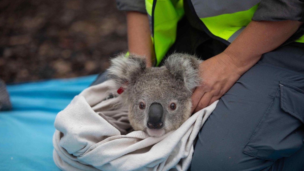 First Koalas rescued from bushfires returned to the wild