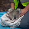 First Koalas rescued from bushfires returned to the wild