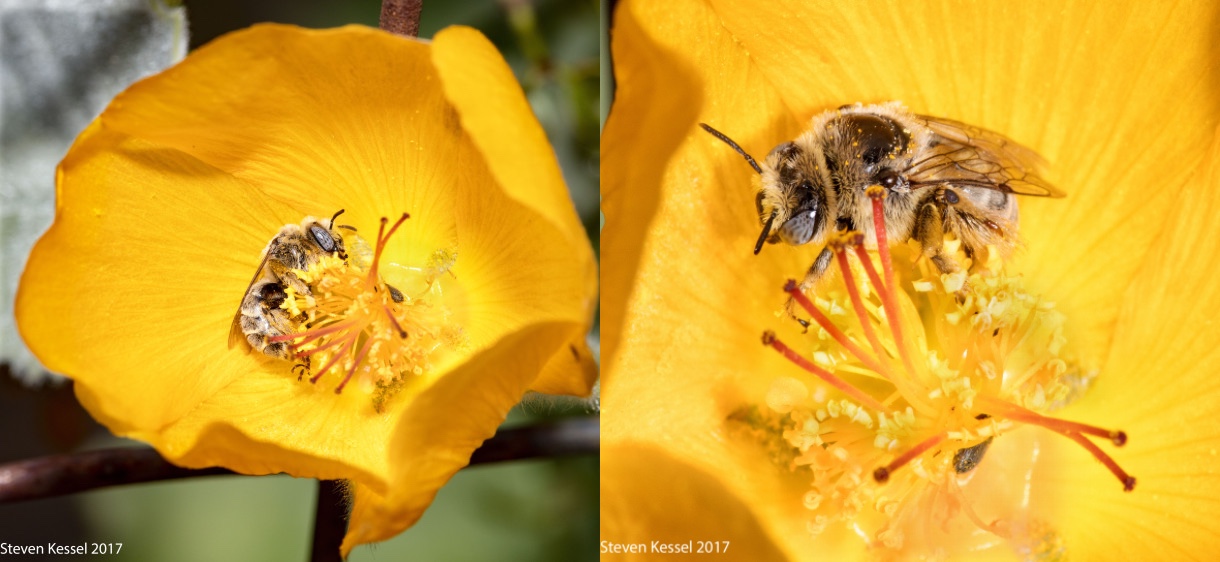Mientras que una abeja obrera, conocida como 'Callow' puede tener siestas de luz irregulares y repentinas durante todo el día y carecer de un patrón fijo.