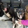 ¡Historias emotivas! Hombre viajó 5.000 kilómetros para rescatar a treintena de perros de Ucrania