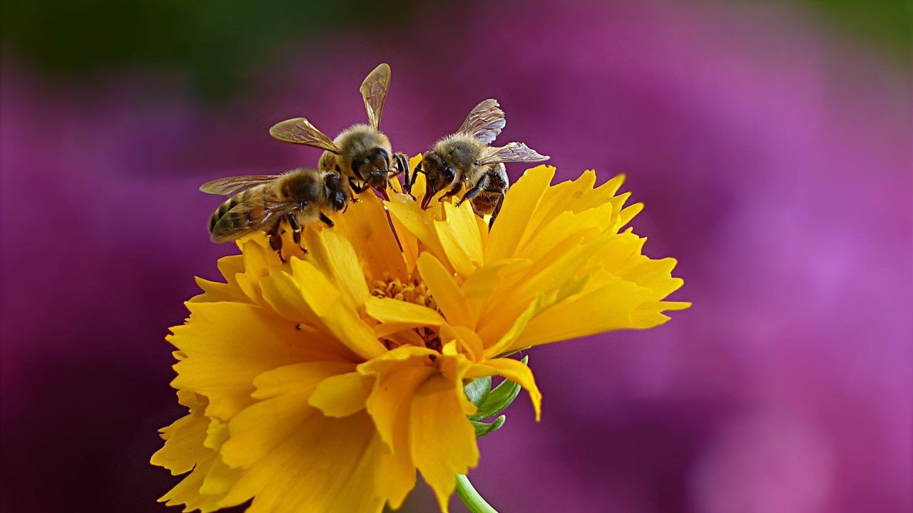EU agrees to a total ban on bee-harming pesticides: why bees are so important to our planet