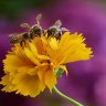 EU agrees to a total ban on bee-harming pesticides: why bees are so important to our planet