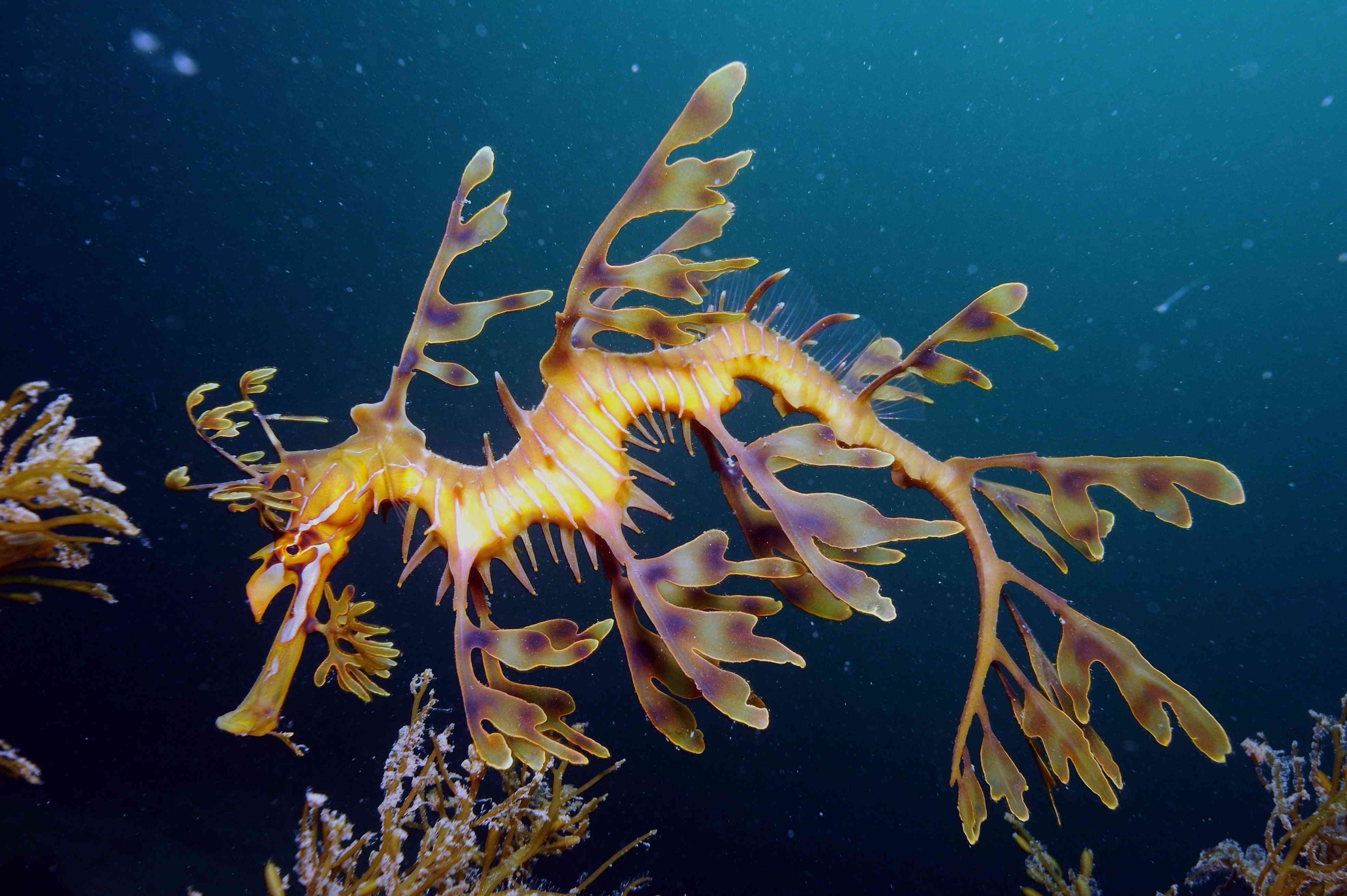 Aunque parezcan hilos de algas, el dragón de mar foliado o foliáceo es un pez emparentado con el caballito de mar. Conocidas como 