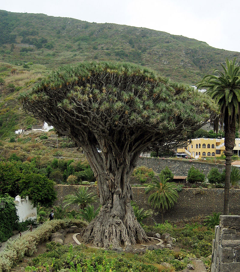 Dracaena draco, the Canary Islands dragon tree or drago, is a subtropical tree in the genus Dracaena, native to the Canary Islands, Cape Verde, Madeira, western Morocco, and introduced to the Azores. It is the natural symbol of the island of Tenerife, together with the blue chaffinch.