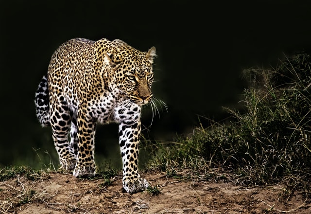 The most comprehensive analysis to date on the economic implications of nature conservation found that the benefits of protecting 30% of the planet would outweigh the costs by a ratio of at least 5 to 1.