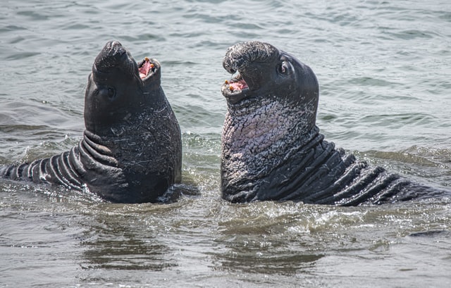 That list includes a variety of primates, domestic cows and dogs, foxes, seals, and mongooses, as well as three bird species, including parakeets and Australian magpies.