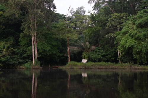 Very isolated and only accessible by water transport, this vast Park (3,600,000 ha) contains the important evolution of both species and communities in a forest area still relatively intact. Playing also the fundamental role for the climate regulation and the sequestration of carbon, it constitutes the habitat of numerous threatened species such as the pygmy chimpanzee (or bonobo), the bush elephant and the Congo peacock.