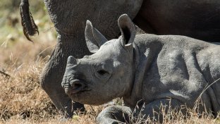 Rhino population in Tanzania up 1,000% say government after crackdown on poaching