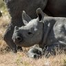 Rhino population in Tanzania up 1,000% say government after crackdown on poaching